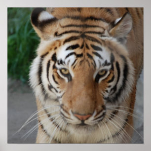 Süßer Tiger Poster