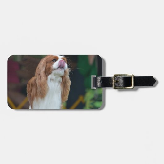 Süßer unbekümmerter Königcharles Spaniel Gepäckanhänger (Vorderseite horizontal)