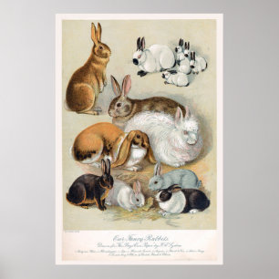Süßer vintage-retro-Hase Kaninchen Poster