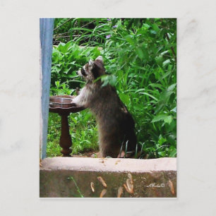 Süßer Waschbär isst an einem Vogelfutterhäuschen - Postkarte