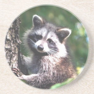 Süßer Waschbär und Wald Getränkeuntersetzer