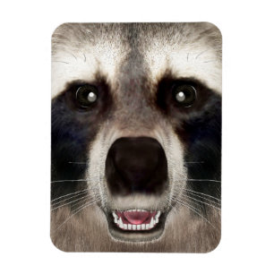 Süßer Waschbärkopf Lustiges Tierporträt Magnet