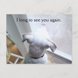 Süßer weißer Hund, der sehnsüchtig auf die Glastür Postkarte