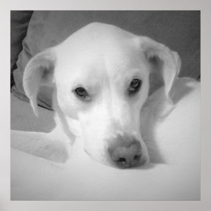 Süßer weißer Labrador-Mischling sitzt auf grauer C Poster