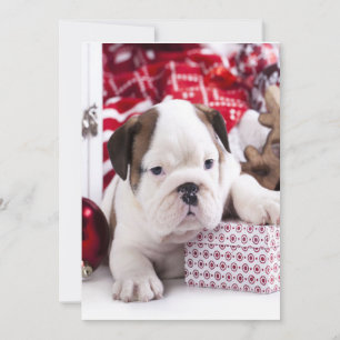 Süßer Welpe English Bulldog   Lustiges Weihnachten