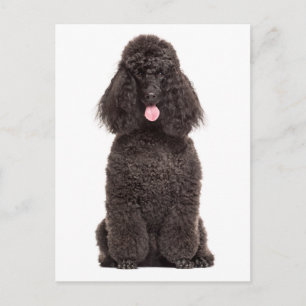 Süßer Welpe Hund Liebe Vermisse dich Hallo Schwarz Postkarte