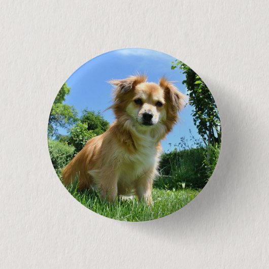 Süßer Welpe im Garten Foto Button (Vorderseite)