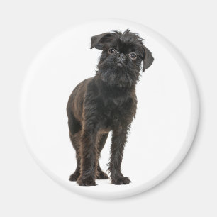 Süßer Welpe Schwarzer Hund Liebhaber Brussels Grif Magnet