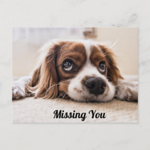 Süßer Welpe/Spaniel Traurige Augen Foto Vermisse D Postkarte