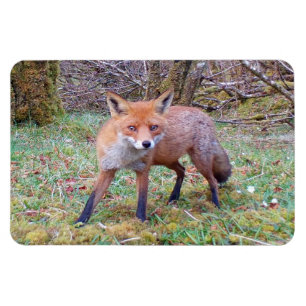 Süßer Wilder Rotfuchs Wald Flexi Foto Magnet