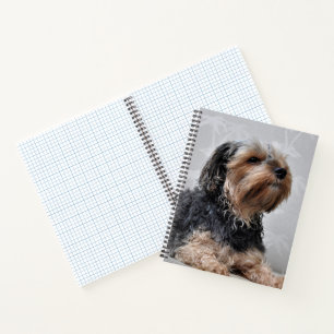 Süßer Yorkie Yorkshire Terrier sonnt sich Notizblock