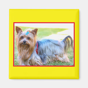 Süßer Yorkshire Terrier Hund Kopf Körper Magnet