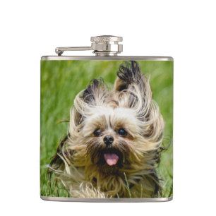 Süßer Yorkshire Terrier läuft durch Gras Flachmann