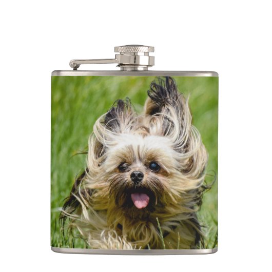 Süßer Yorkshire Terrier läuft durch Gras Flachmann (Vorderseite)