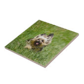 Süßer Yorkshire Terrier läuft durch Gras Fliese (Seite)