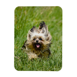 Süßer Yorkshire Terrier läuft durch Gras Magnet