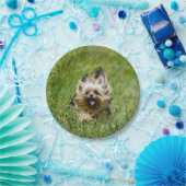 Süßer Yorkshire Terrier läuft durch Gras Pappteller (Party)