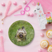 Süßer Yorkshire Terrier läuft durch Gras Pappteller (Party)