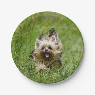 Süßer Yorkshire Terrier läuft durch Gras Pappteller