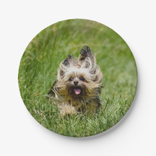 Süßer Yorkshire Terrier läuft durch Gras Pappteller (Vorderseite)