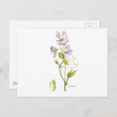 Süßerbse Postkarte (Vorne/Hinten)