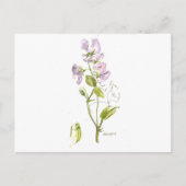 Süßerbse Postkarte (Vorderseite)