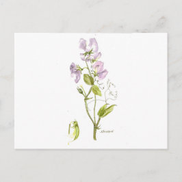 Süßerbse Postkarte