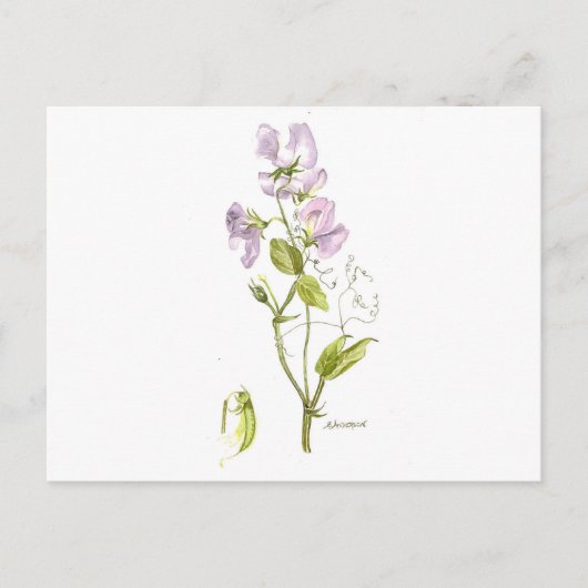 Süßerbse Postkarte (Vorderseite)