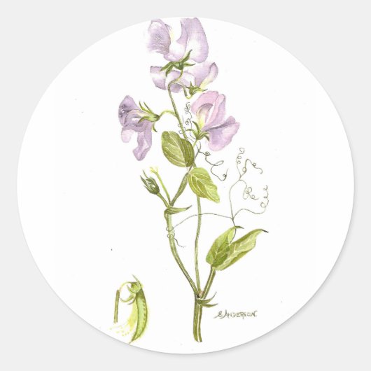 Süßerbse Runder Aufkleber (Vorderseite)