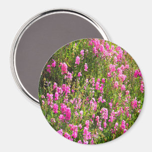 Süßerbsen auf dem Hügel.... Magnet