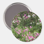 Süßerbsen im Frühling... Magnet (Vorderseite/Rückseite)