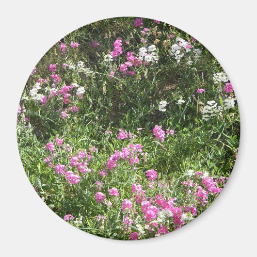 Süßerbsen im Frühling... Magnet (Vorne)