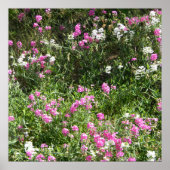 Süßerbsen im Frühling... Poster (Vorne)