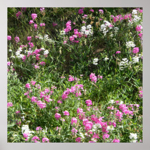 Süßerbsen im Frühling... Poster