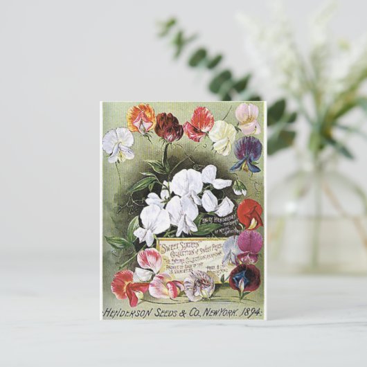 Süßerbsen Postkarte (Stehend Vorderseite)