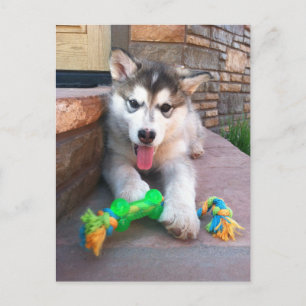 Süßes Alaskan Malamute-Welpen-Foto Vermisse dich Postkarte