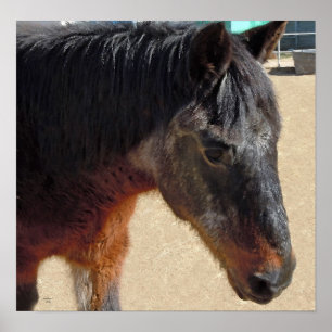 Süßes altes Pony-Pferd - Pferde und Ponys Poster