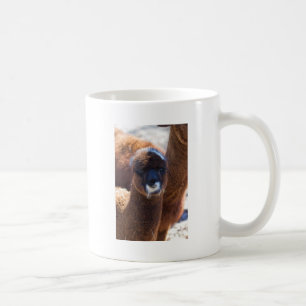 Süßes Baby-Alpaka - Vicugna pacos Kaffeetasse