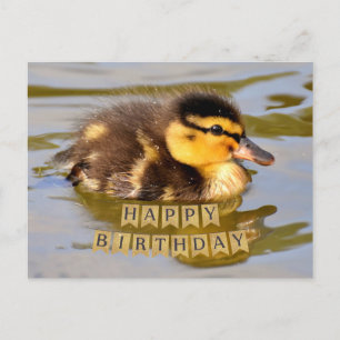 Süßes Baby Entlein im Teich Alles Gute zum Geburts Postkarte