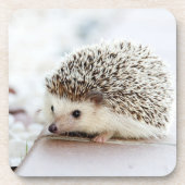 Süßes Baby-Igel-Foto Getränkeuntersetzer (Vorderseite)