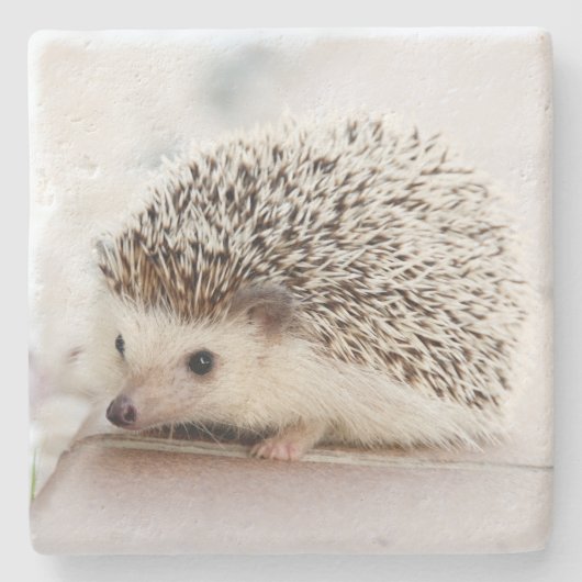Süßes Baby-Igel-Foto Steinuntersetzer (Vorderseite)