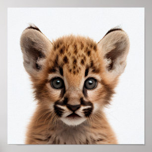 Süßes Baby-Puma-Porträt Quadratisches 1:1 Poster
