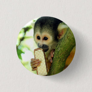 Süßes Baby-Totenkopfaffe beim Verzehr eines Waffel Button