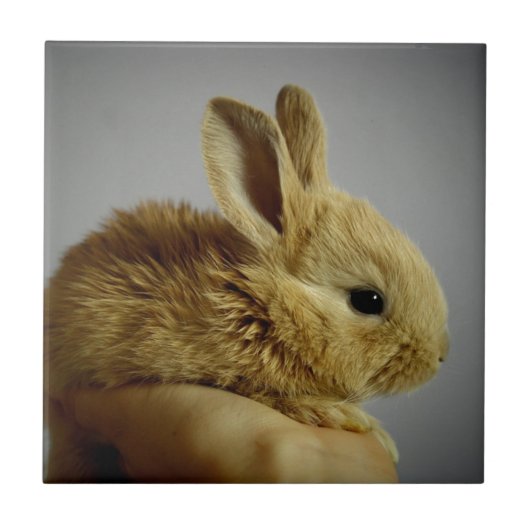 Süßes Babykaninchen in der Hand Fliese (Vorderseite)