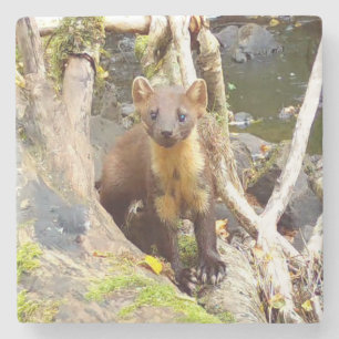 Süßes Baummarder-Waldtier entspannt sich auf einem Steinuntersetzer