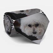 Süßes Bichon Frise Krawatte (Gerollt)