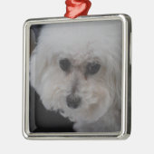 Süßes Bichon Frise Silbernes Ornament (Links)