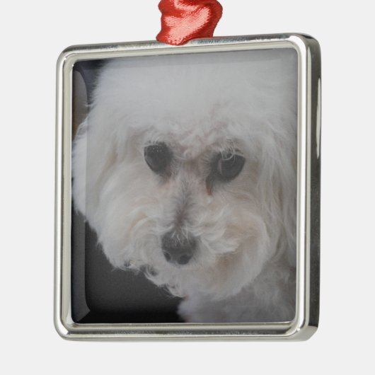 Süßes Bichon Frise Silbernes Ornament (Links)
