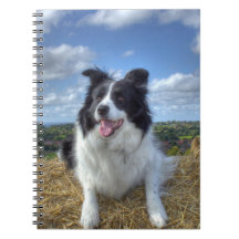 Süßes Border Collie-Hund-Foto