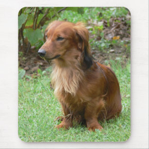 Süßes Doxin Wiener Welpen Hund Liebhaber Geschenk  Mousepad